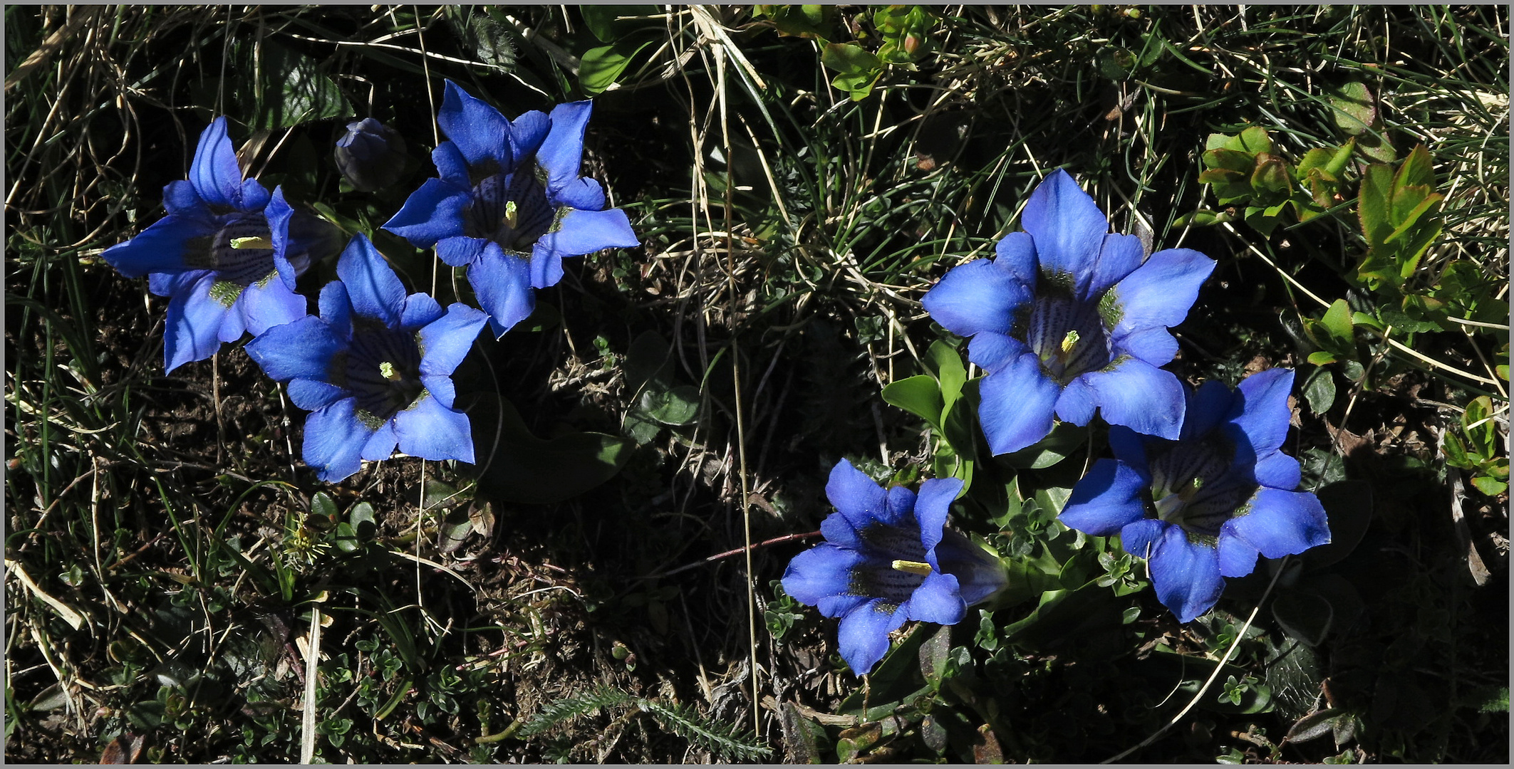 Bergfrühling im Tessin (1)