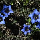 Bergfrühling im Tessin (1)