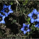 Bergfrühling im Tessin (1)