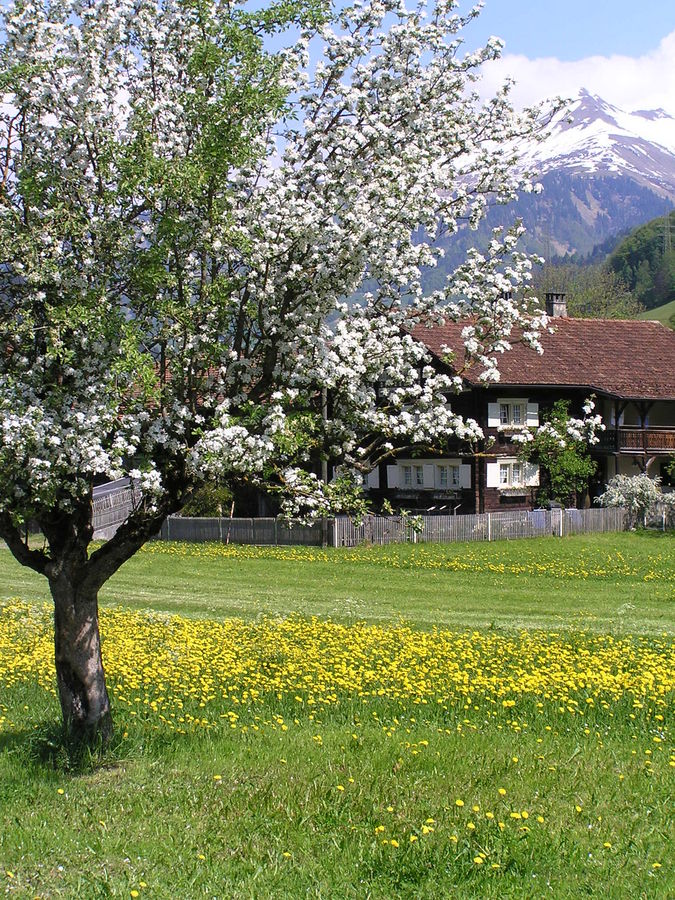 Bergfrühling in Jenaz, Prättigau, Graubünden