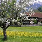 Bergfrühling in Jenaz, Prättigau, Graubünden