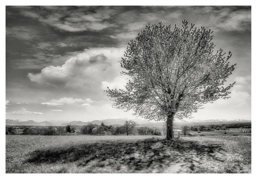 ... Bergfrühling in S/W ...