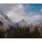 Bergfrühling in Tirol