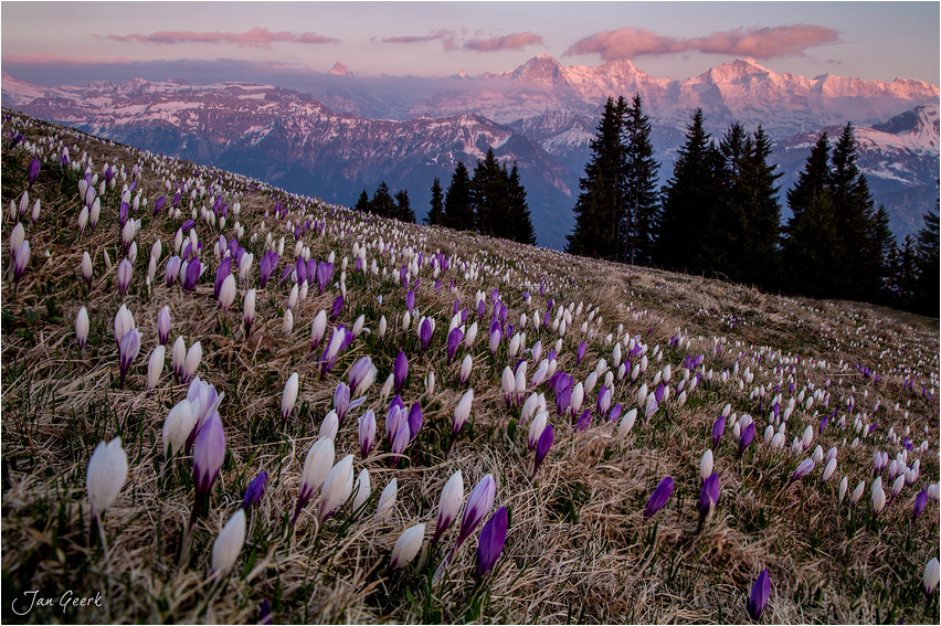 Bergfrühling IV