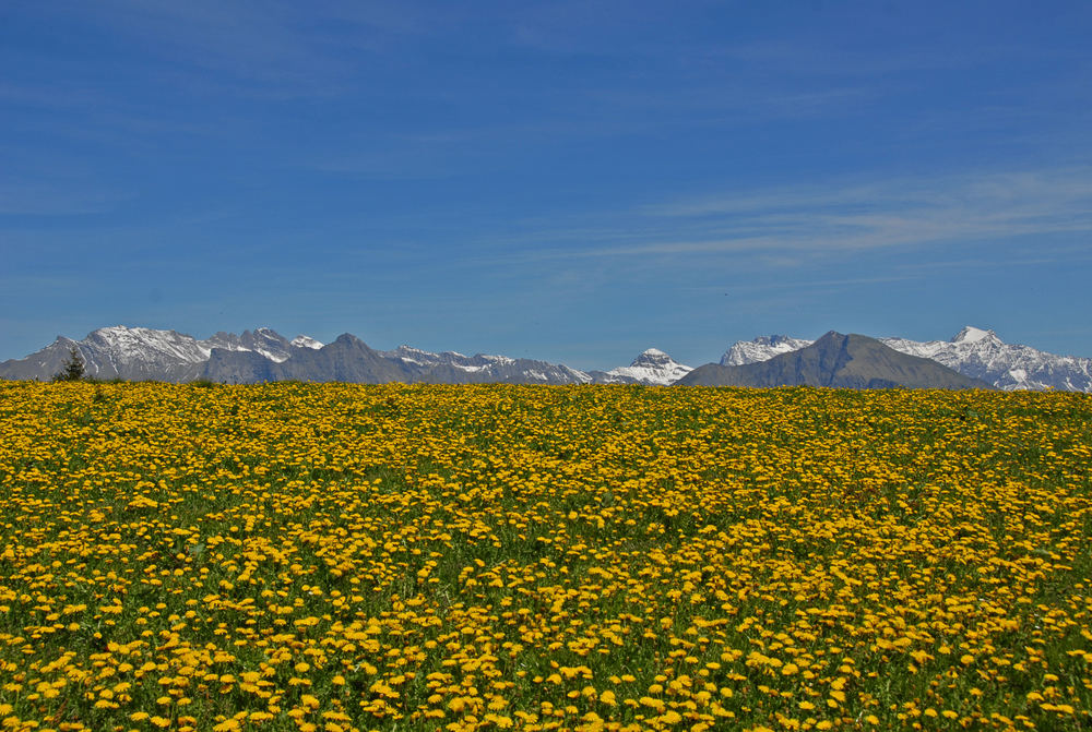 Bergfrühling - Löwenzahnblumen soweit das Auge reicht....