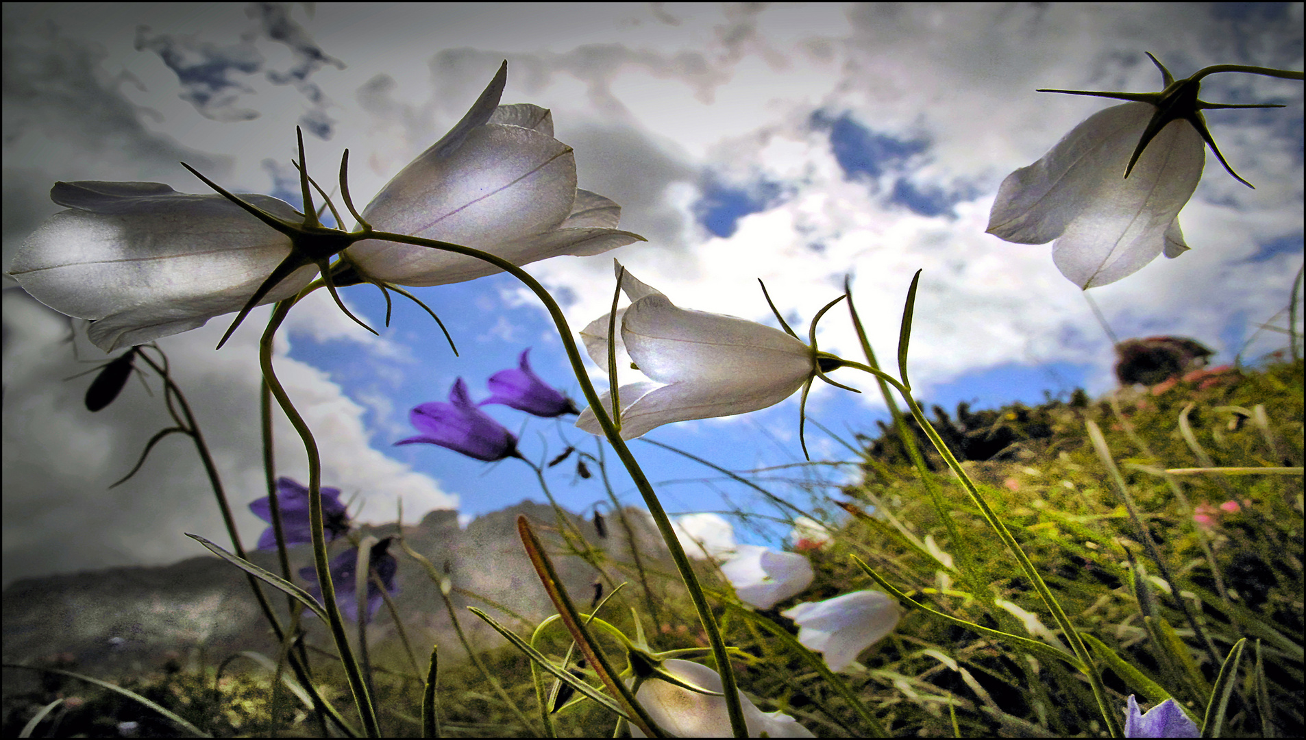 Bergfrühling P