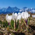 Bergfrühling vor Eiger, Mönch und Jungfrau - Berner Oberland