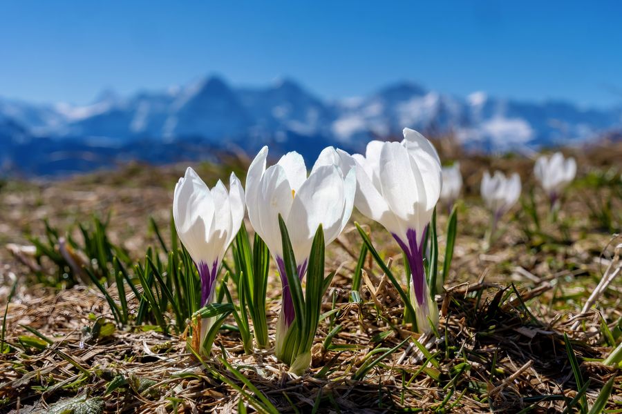 Bergfrühling vor Eiger, Mönch und Jungfrau - Berner Oberland