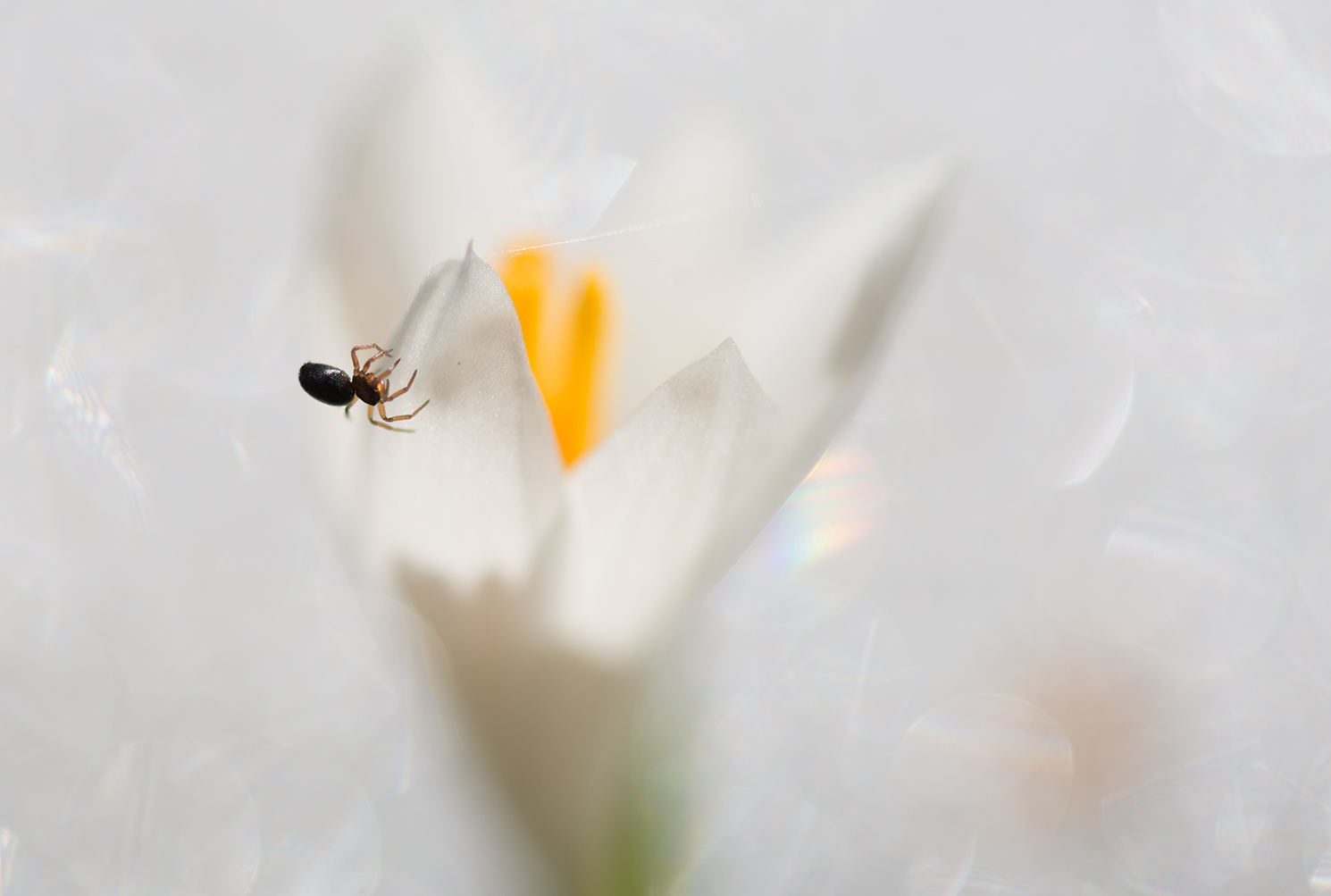 Bergfrühling... Vorfreude...