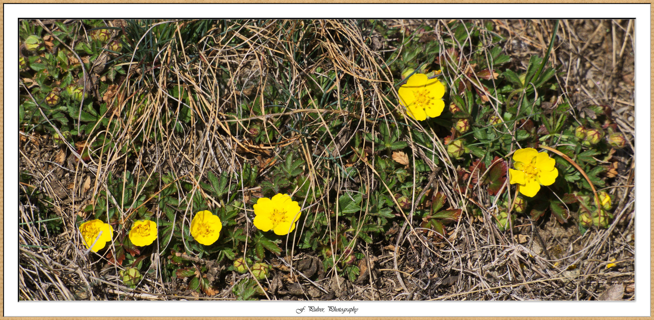 Bergfrühlings-Boten