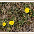 Bergfrühlings-Boten