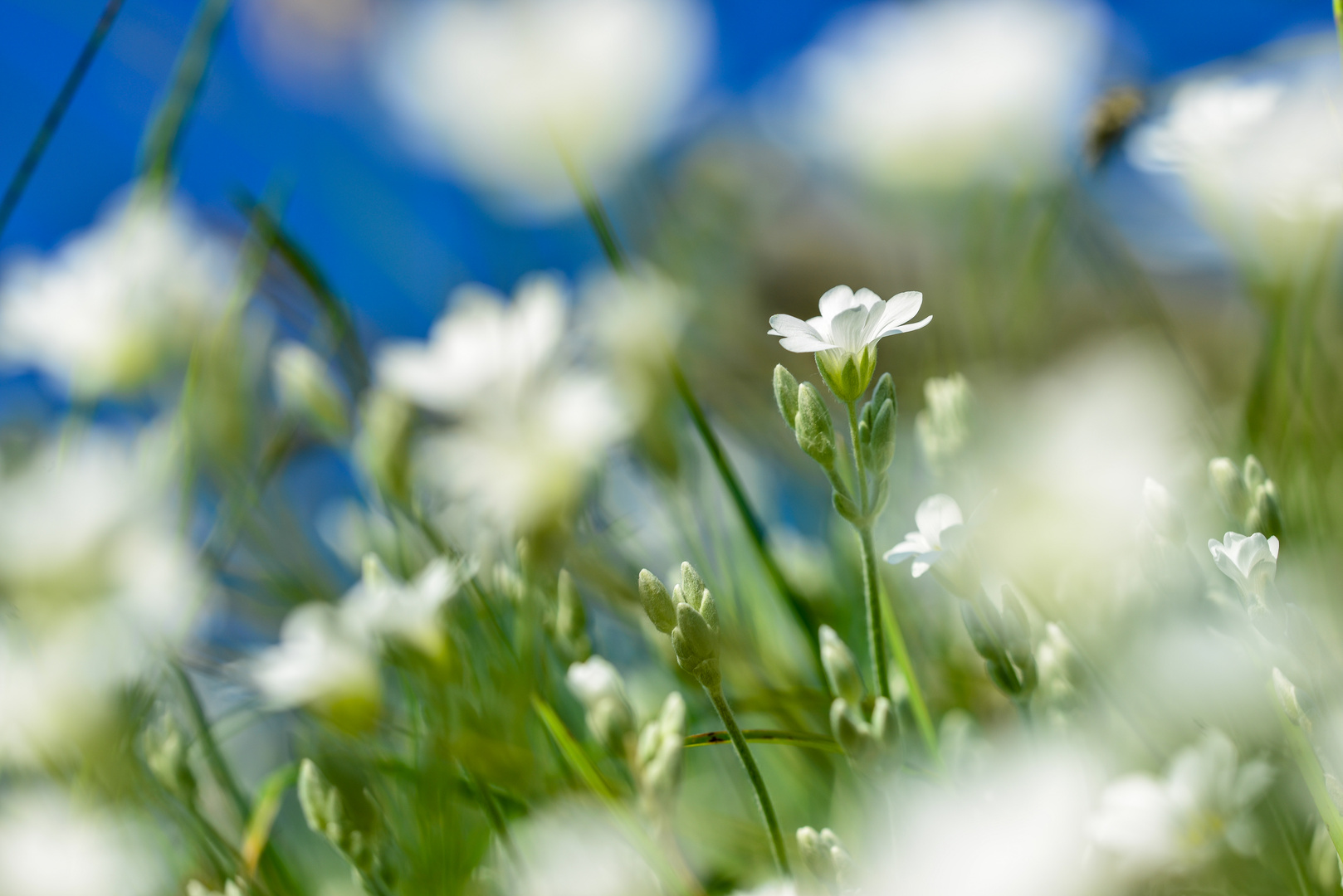 Bergfrühlingsblumen