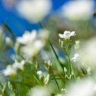 Bergfrühlingsblumen