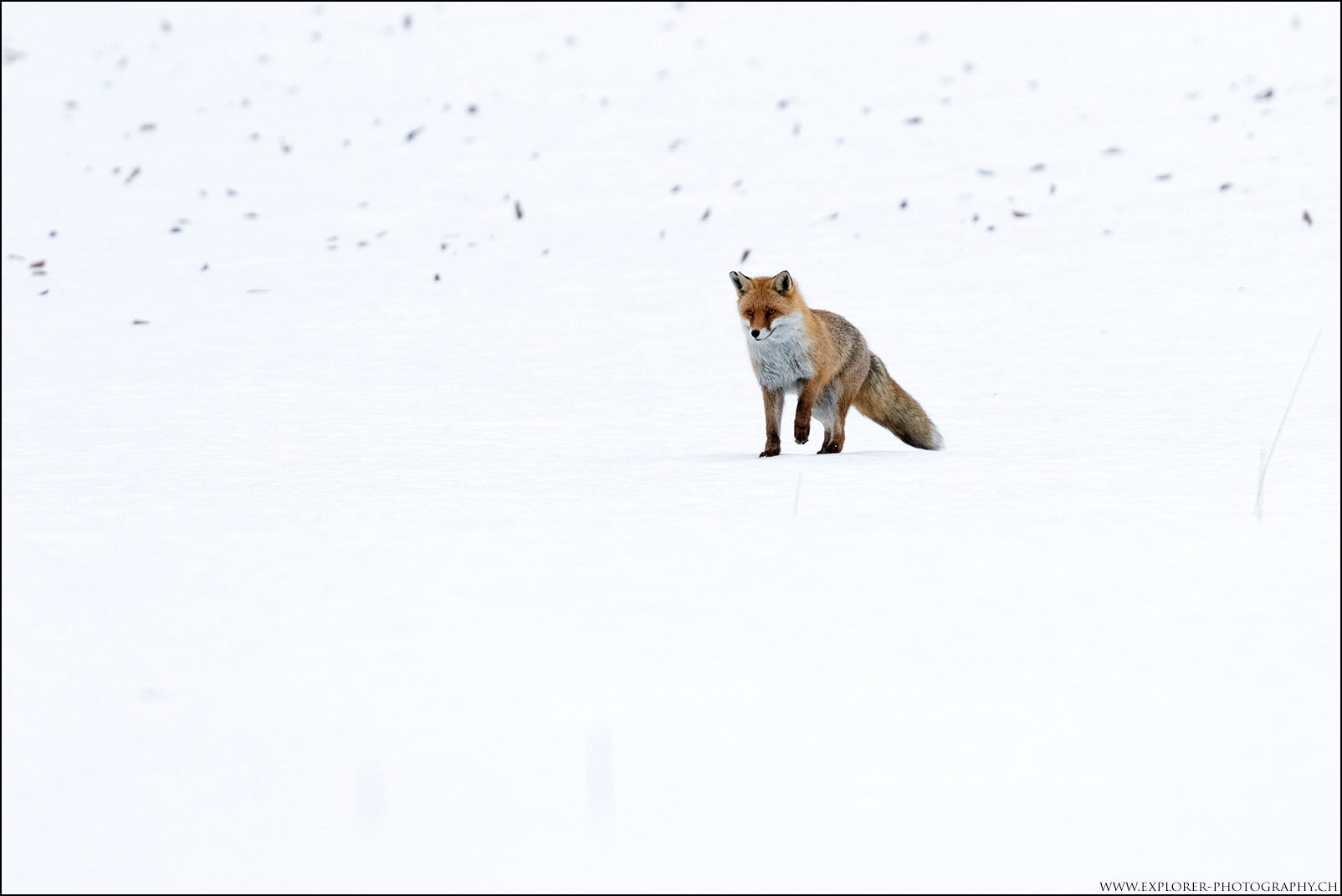 BERGFUCHS