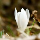 Bergfühling im Arztal