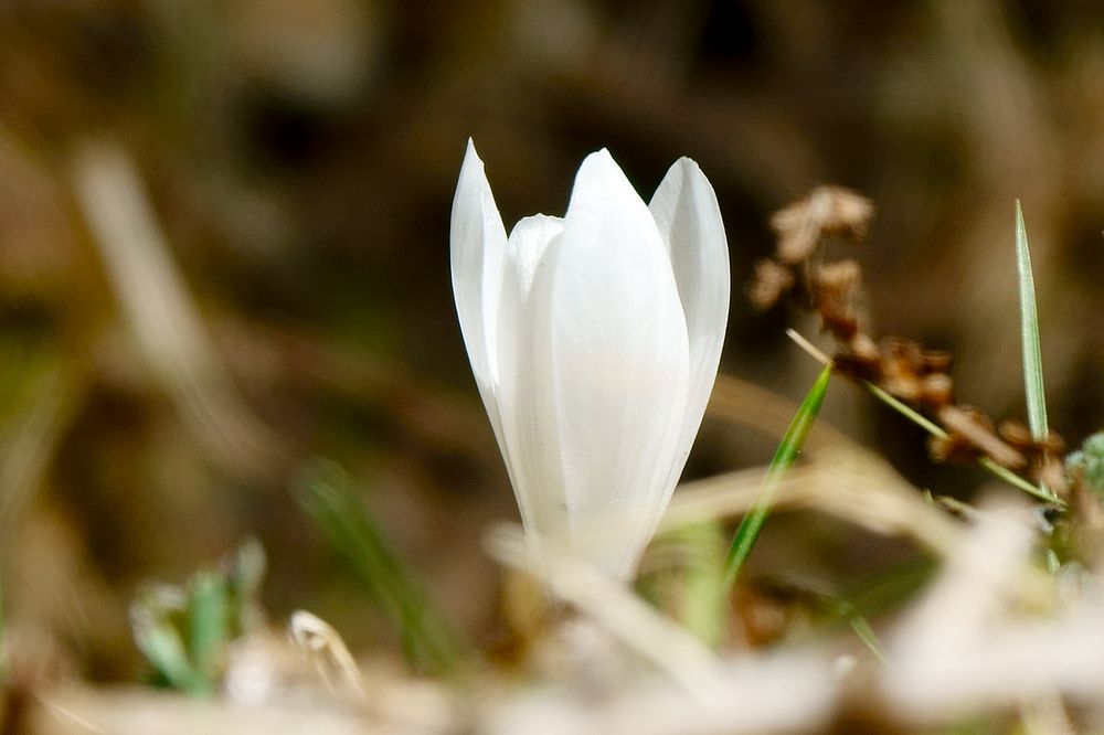 Bergfühling im Arztal