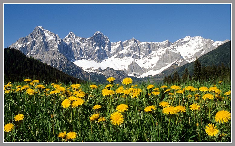 Bergfühling in der Hachau/Dachstein