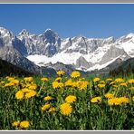 Bergfühling in der Hachau/Dachstein