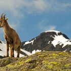 Berggämse am Nufenenpass.