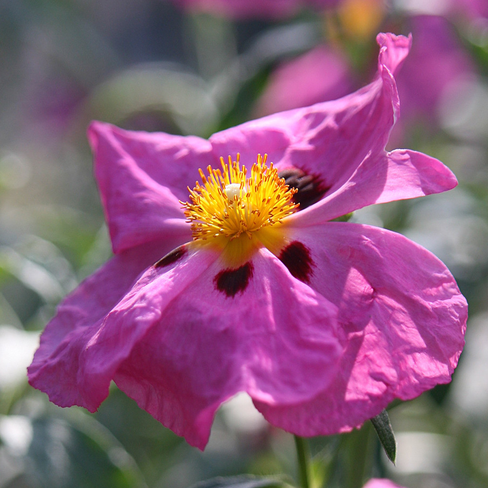 Berggarten  Hannover   - mal wieder  ;-)