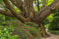 Berggarten III - Hannover