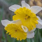 Berggarten im Frühling 2023 - Hannover II