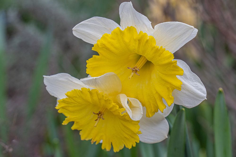 Berggarten im Frühling 2023 - Hannover II