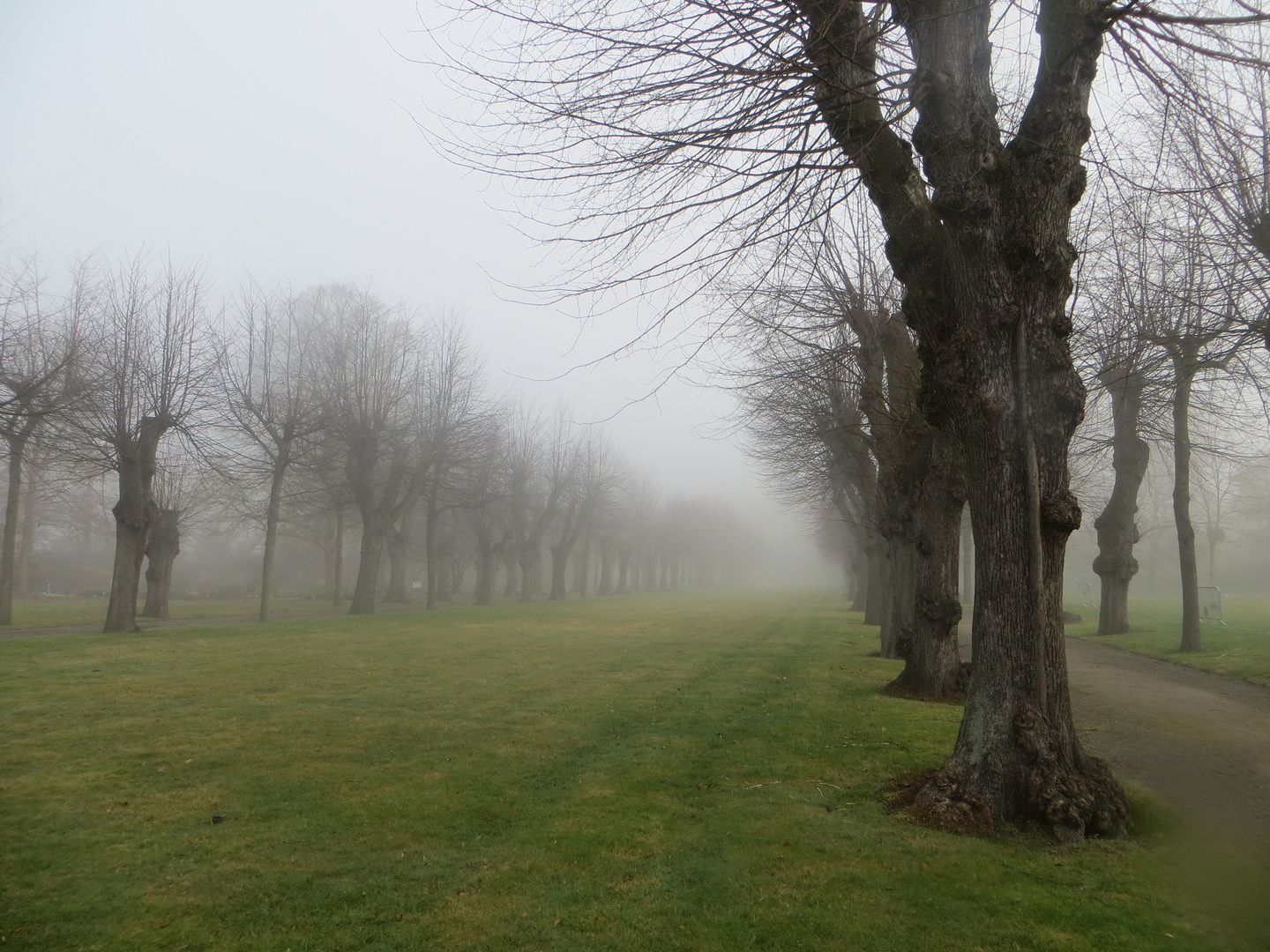 Berggarten im Nebel