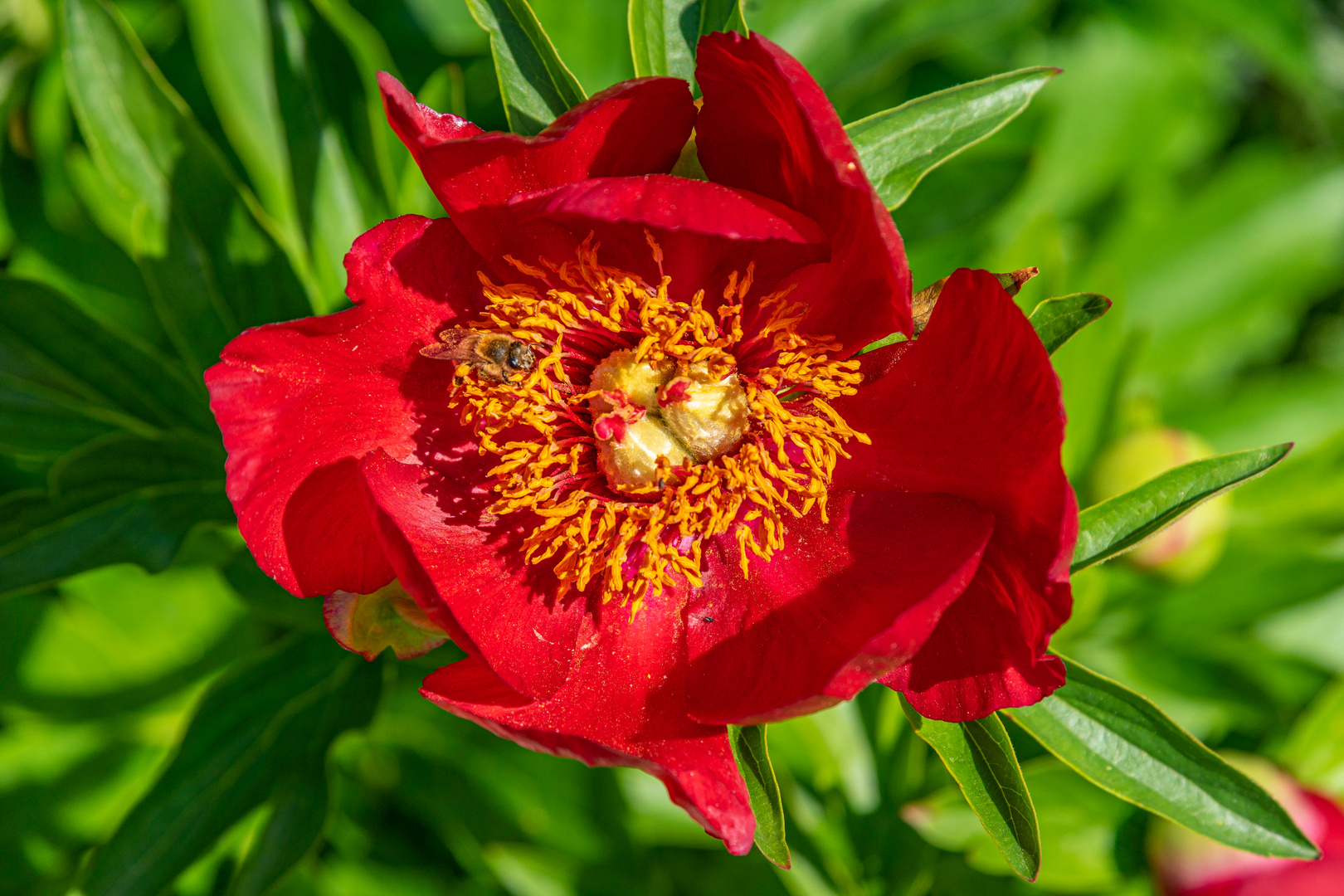 Berggarten VI - Hannover