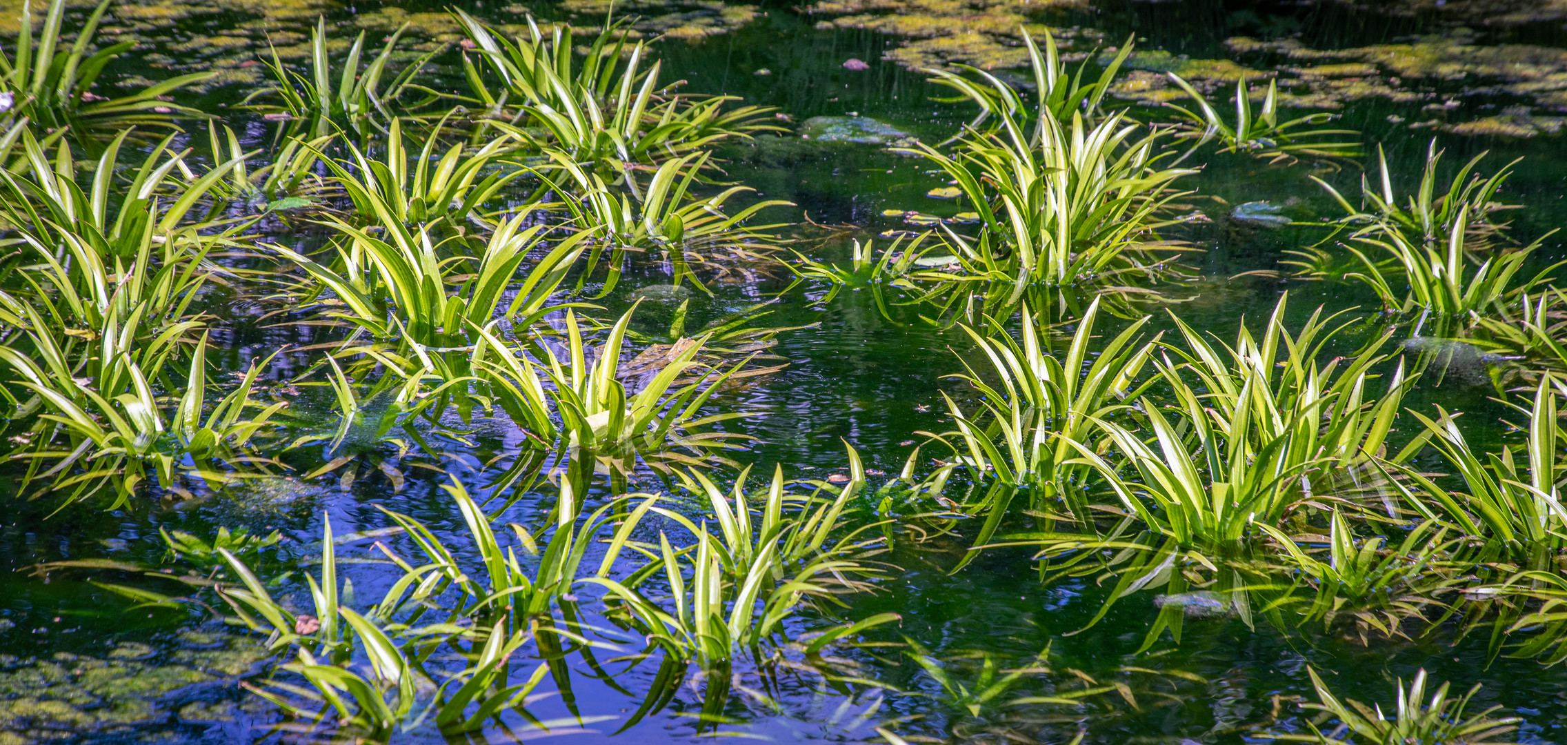 Berggarten XXIV - Hannover