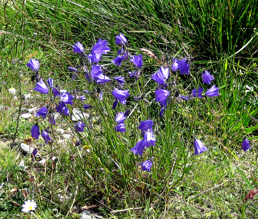 Bergglockenblumen auf einer Alpenwiese