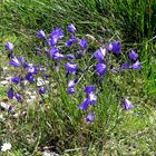 Bergglockenblumen auf einer Alpenwiese