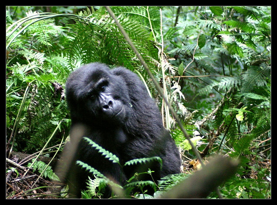 Berggorilla, Bwindi Impenetrable NP, Uganda