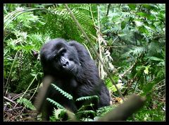 Berggorilla, Bwindi Impenetrable NP, Uganda