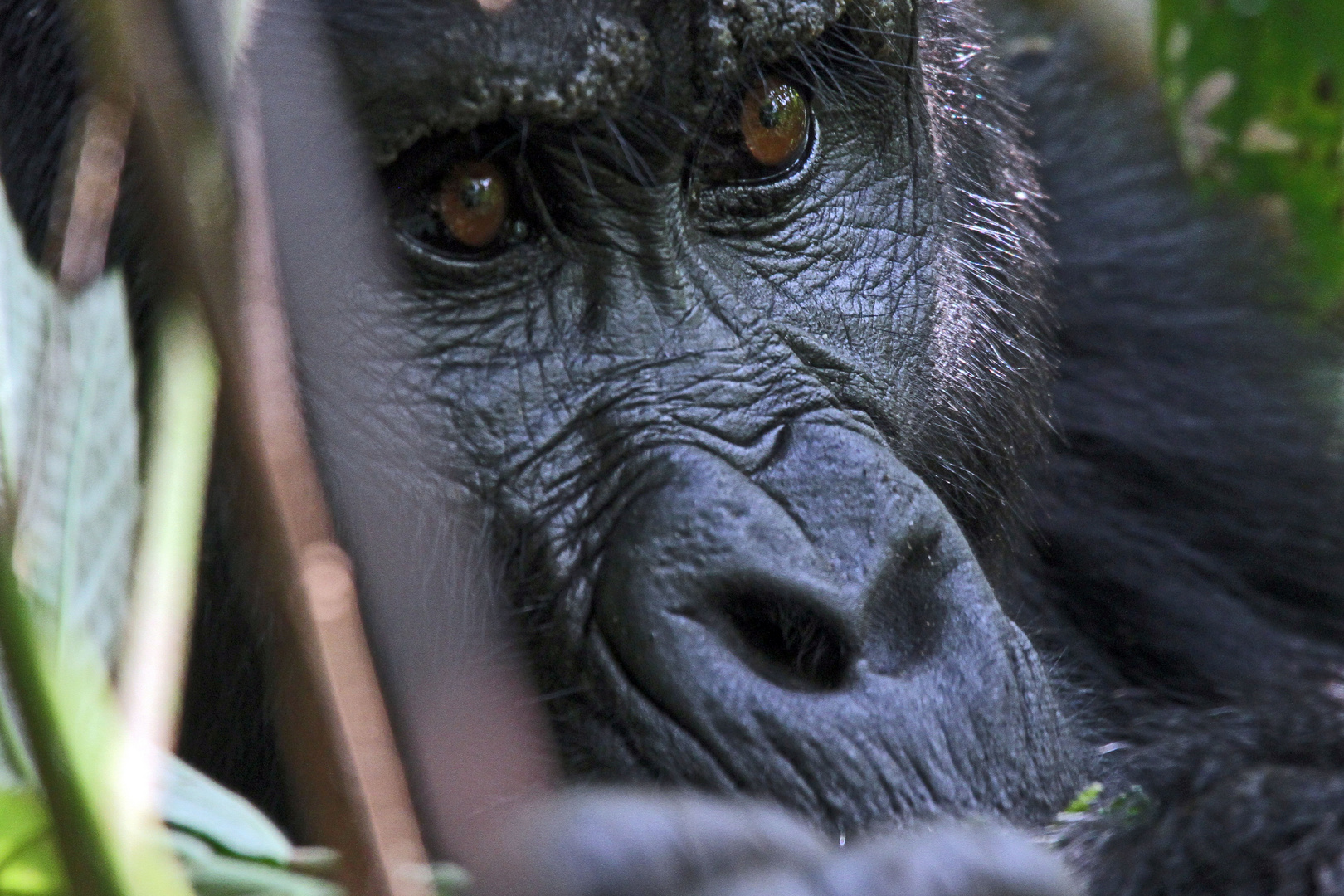 Berggorilla, Bwindi, Uganda,