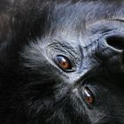 Berggorilla der Nkuringo-Group, Uganda