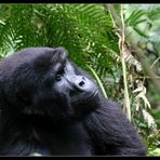 Berggorilla im Bwindi Impenetrable NP, Uganda