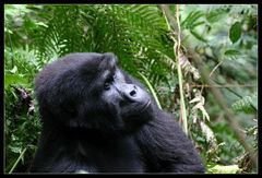 Berggorilla im Bwindi Impenetrable NP, Uganda