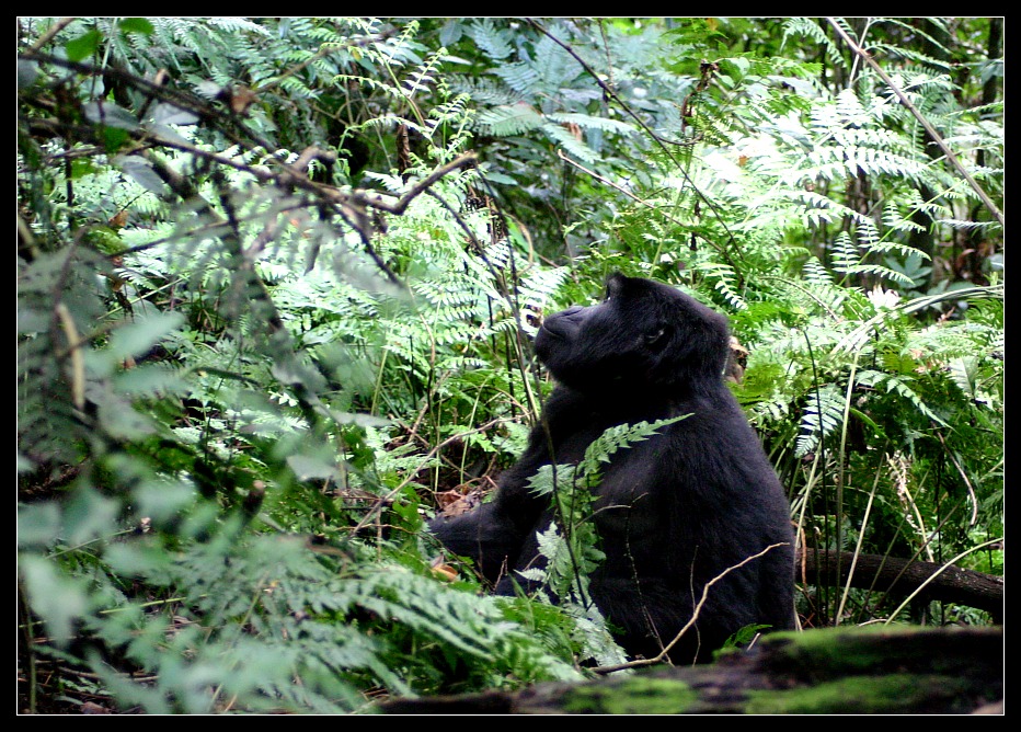 Berggorilla im Bwindi Nationalpark, Uganda