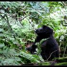 Berggorilla im Bwindi Nationalpark, Uganda