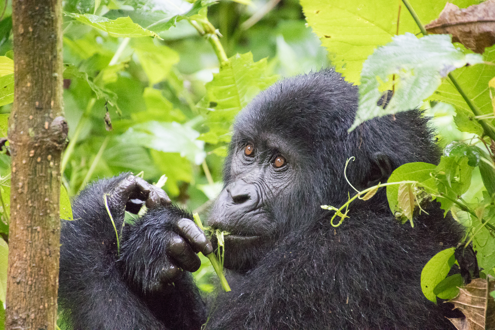 Berggorilla in Freiheit / Mountain Gorilla in the wild