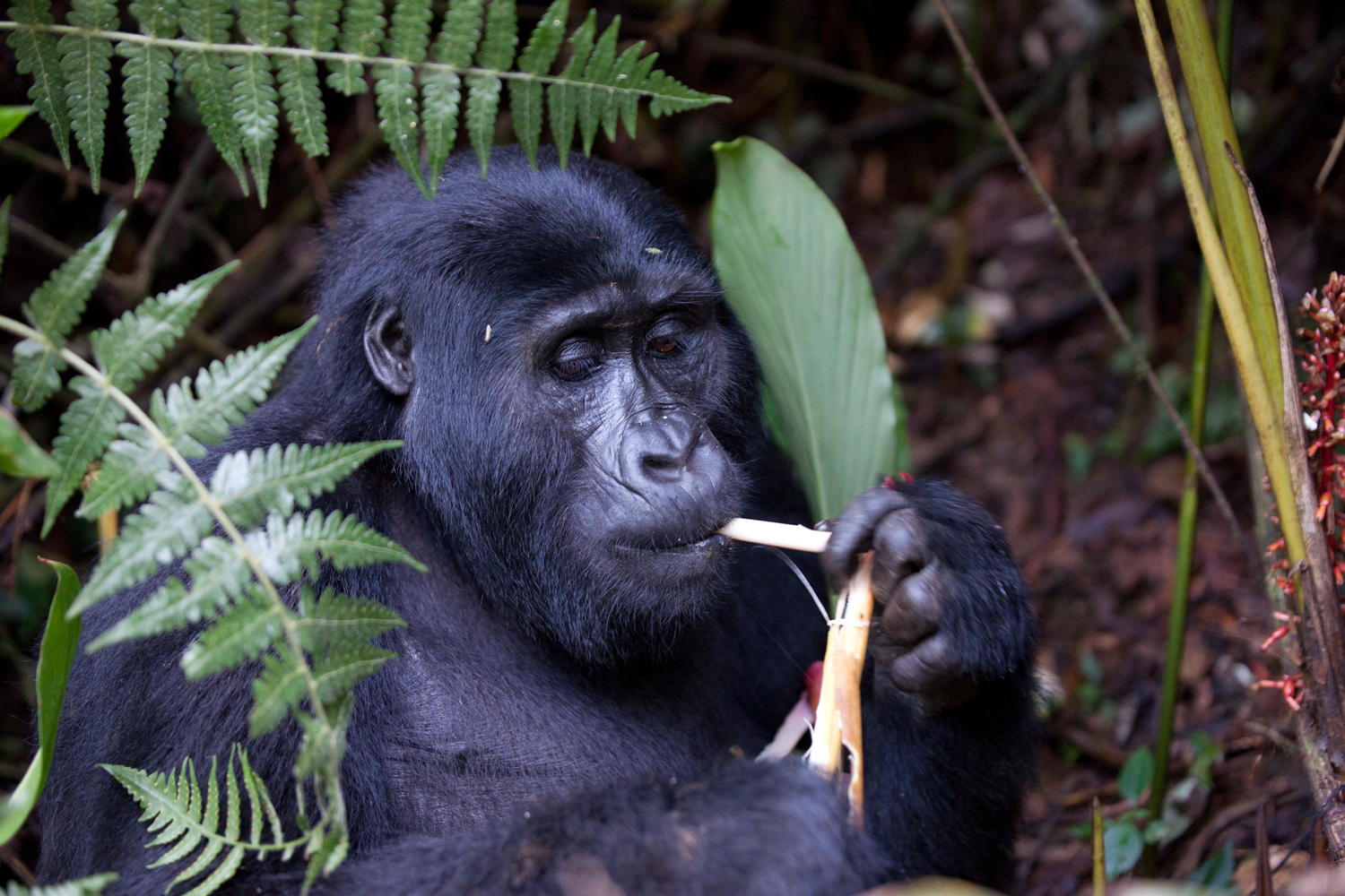 Berggorilla in Rwanda