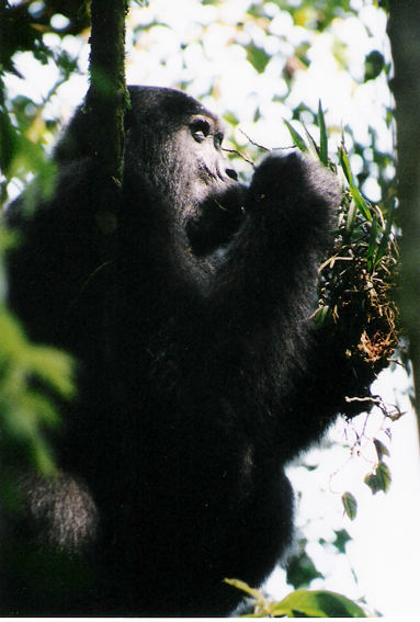 berggorilla in uganda