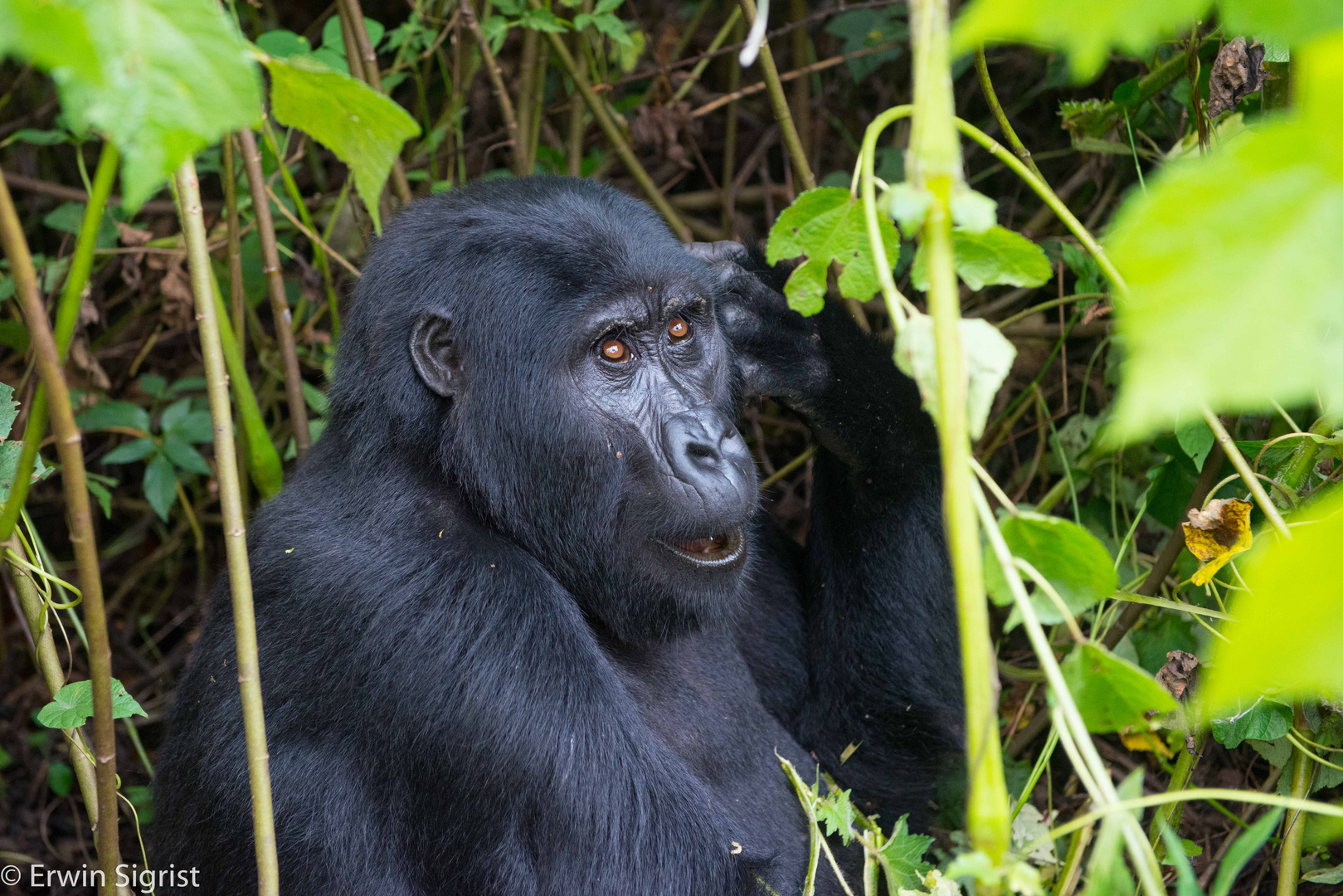 Berggorilla in Uganda