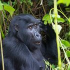 Berggorilla in Uganda