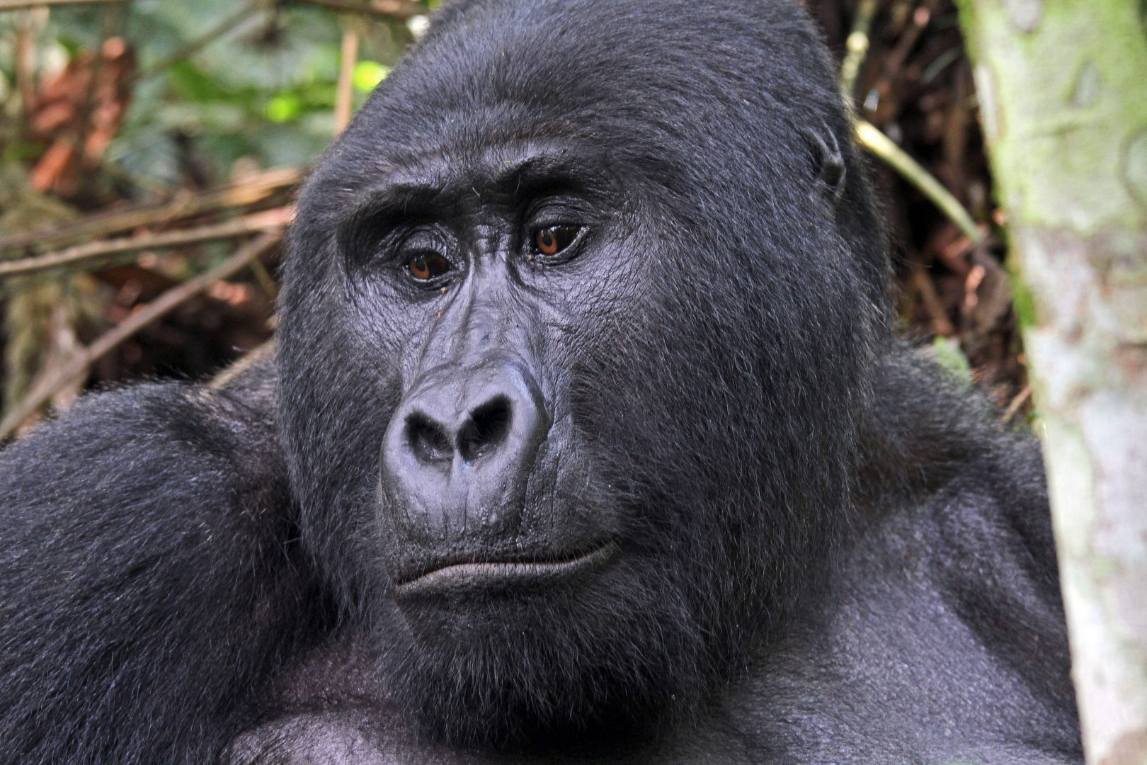 Berggorilla-Männchen, Bwindi, Uganda