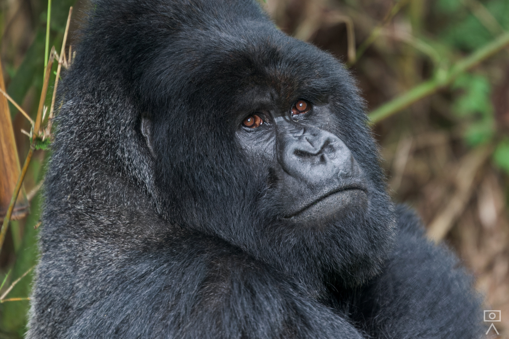 Berggorilla, Ruanda