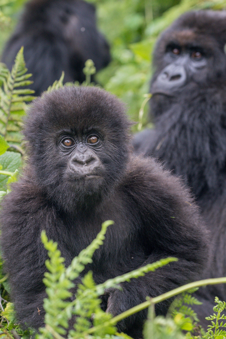 Berggorilla-Schwarzrücken in Ruanda