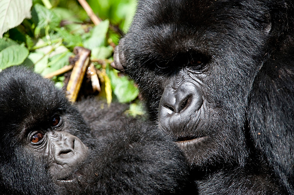 Berggorillas in Ruanda