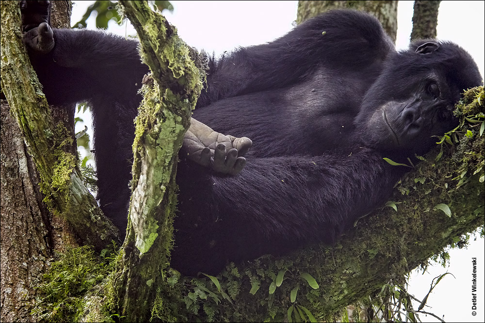 Berggorillas in Uganda [1]